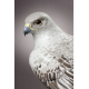 Lladro 01008722 GYRFALCON Porcelain Lladro