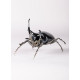 Rhinoceros beetle Lladró Porcelain 01009425