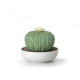 Astrophytum cactus-gardens of valencia Lladró Porcelain 01040185